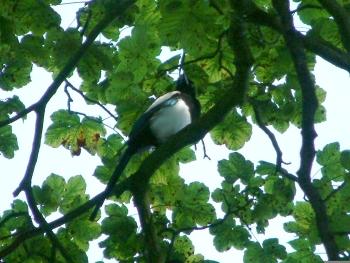 Magpie