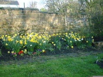 Daffs