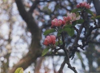Blossom