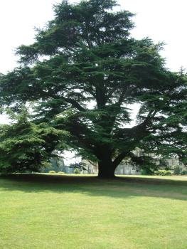 Cedar