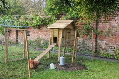 Chickens
