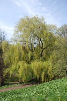 Weeping Willow