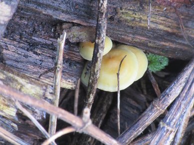 Fungi