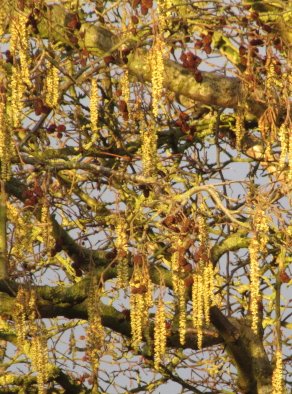 Alder
