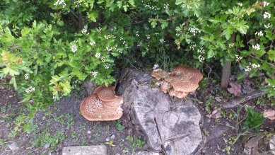 Dryad's Saddle