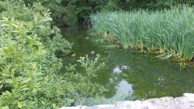 Fish Pond