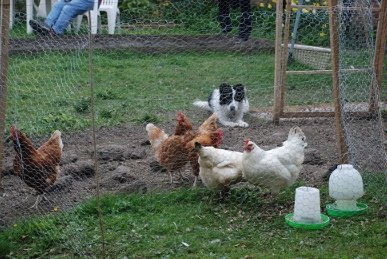 Hens