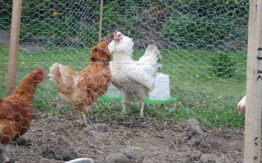 Hens