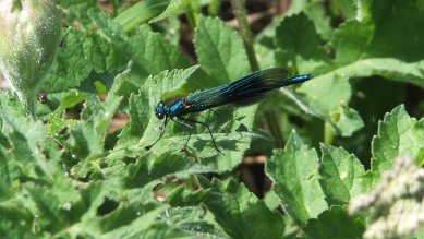 Male Beautiful Agrion