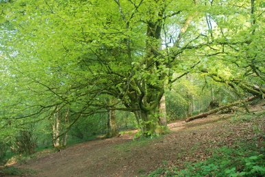 Beech