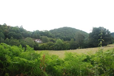 Pyon Wood