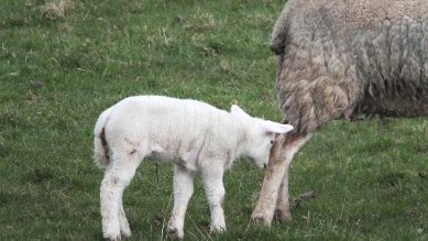 Lamb