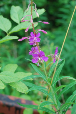 Rosebay Willowherb Willowherb