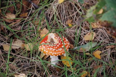Fly Agaric