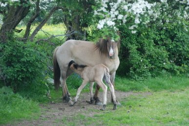 Foal