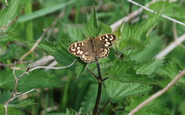 Speckled Wood