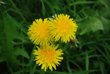 Dandelions
