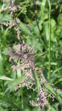 Stinging Nettle