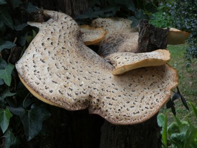 Fungus
