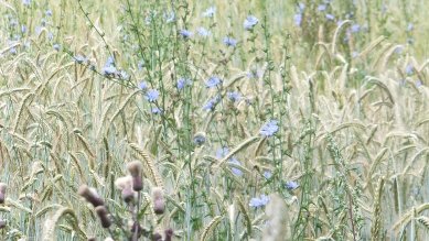 Chicory