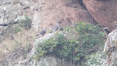 Peregrines