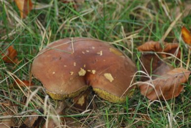 Boletus