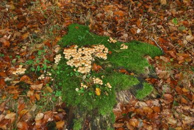Honey Fungus