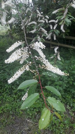 Bird Cherry