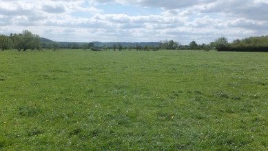 Water Meadows