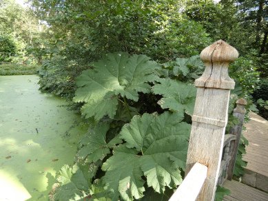 Gunnera