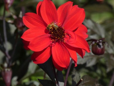 Dahlia