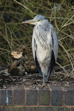 Heron