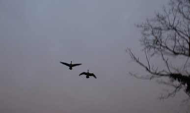 Canada Geese