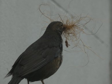 Blackbird