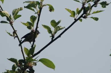 Blue Tit