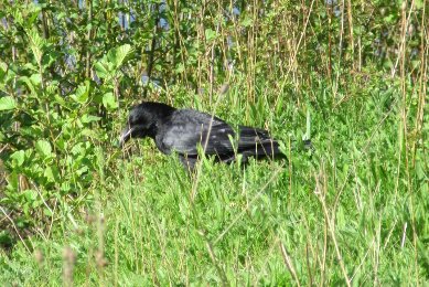Carrion Crow