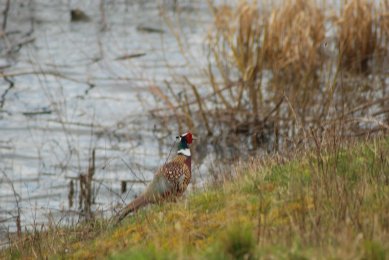 Pheasant