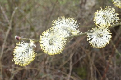Pussy Willow