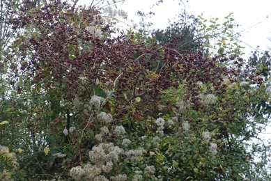 Haws