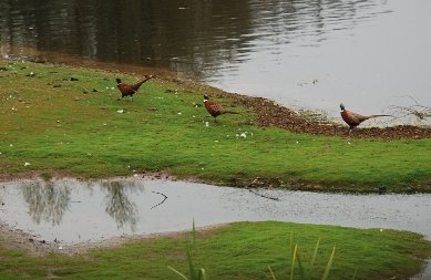 Pheasants