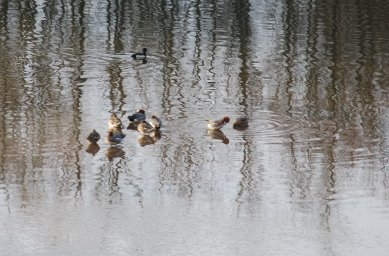 Ducks