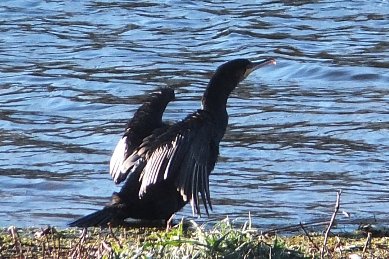 Cormorant