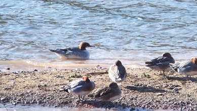 Goosander and Wigeon