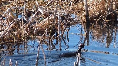 Grebe