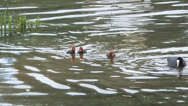Coot