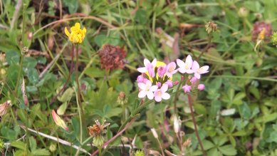 Centaury