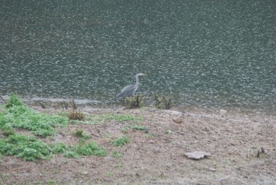 Heron