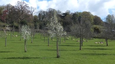 Blossom