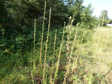 Dark Mullein