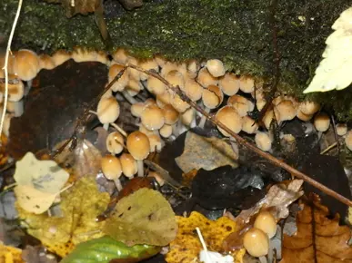 Glistening Inkcap